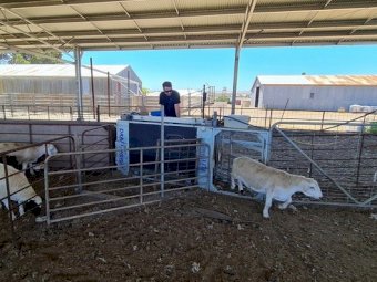 New BreedELITE Smart Draft’n’Weigh System Inc Shipping