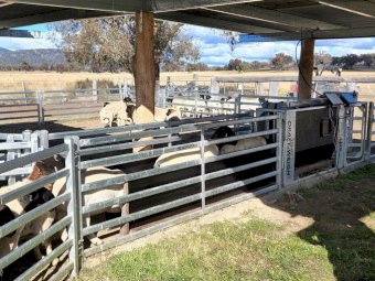 New BreedELITE Smart Draft’n’Weigh System Inc Shipping