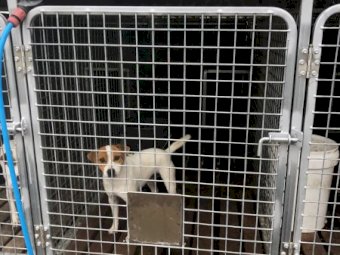 2 1/2 -year-old Jack Russell