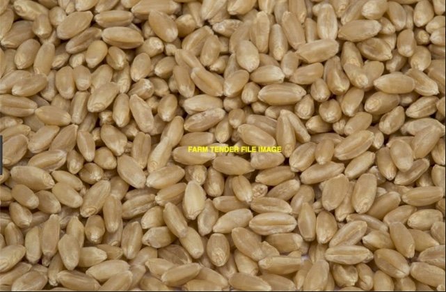 Approx. 900Kg Calibre Wheat