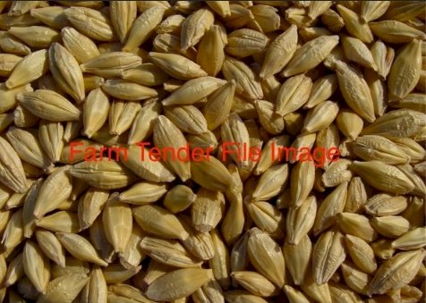 Approx. 2MT Cyclops Barley