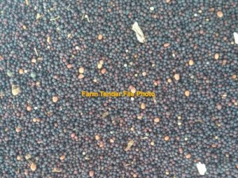 Canola Seed Invigor R4022P