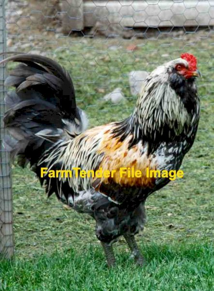 WANTED Araucana Rooster