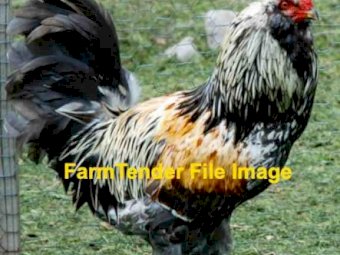 WANTED Araucana Rooster