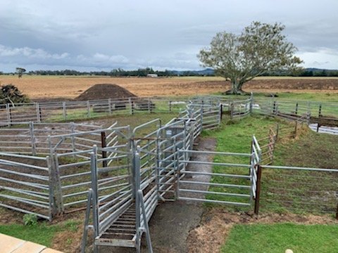 Set of Cattle Yards