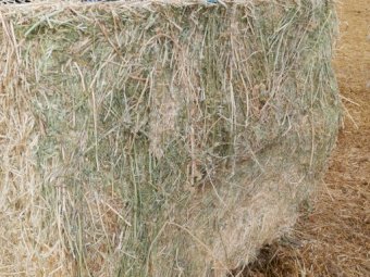 150 Bales of 2nd Cut Lucerne Hay