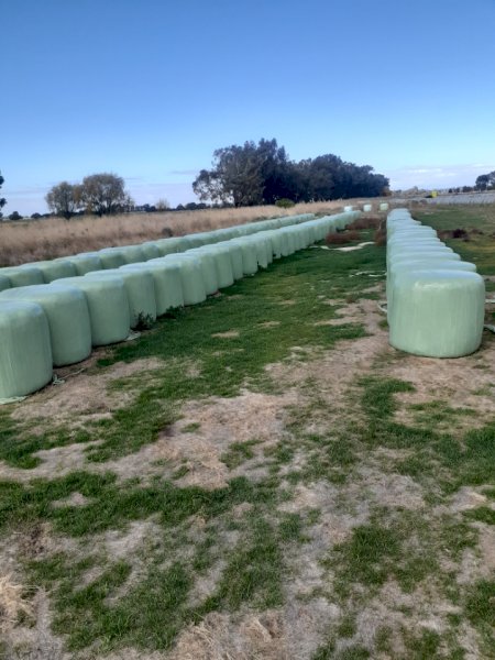 Oats, Rye and Shaftal Silage