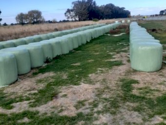 Oats, Rye and Shaftal Silage