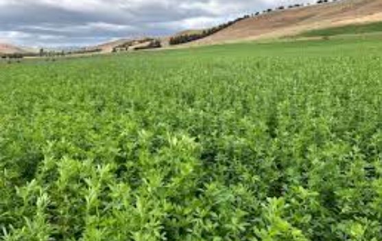 Winter active Lucerne seed seconds