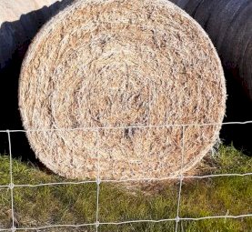 Balansa Clover Hay Rolls