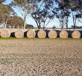 Balansa Clover Hay Rolls