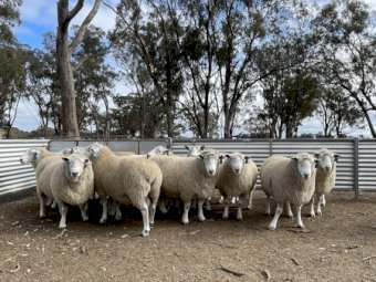 15 x Chromedale Rams