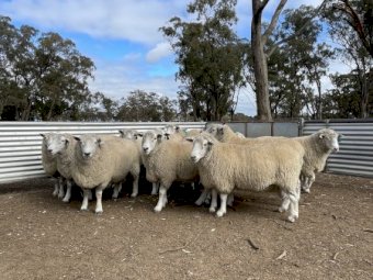 15 x Chromedale Rams