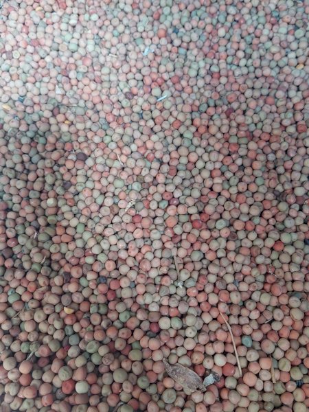 15 m/t Gunyah Fieldpeas