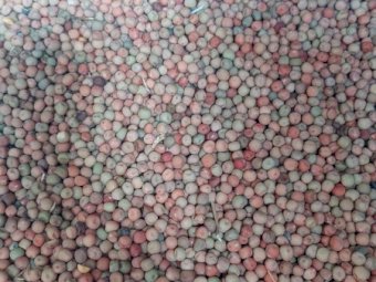 15 m/t Gunyah Fieldpeas