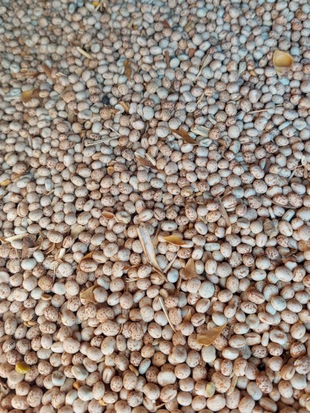 100 m/t Lupins