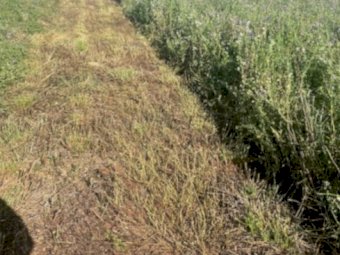 1000+ Tonne of 1st Cut Lucerne Hay