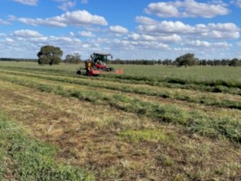 1000+ Tonne of 1st Cut Lucerne Hay