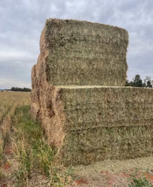 1000+ Tonne of 1st Cut Lucerne Hay