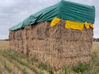 1000+ Tonne of 1st Cut Lucerne Hay