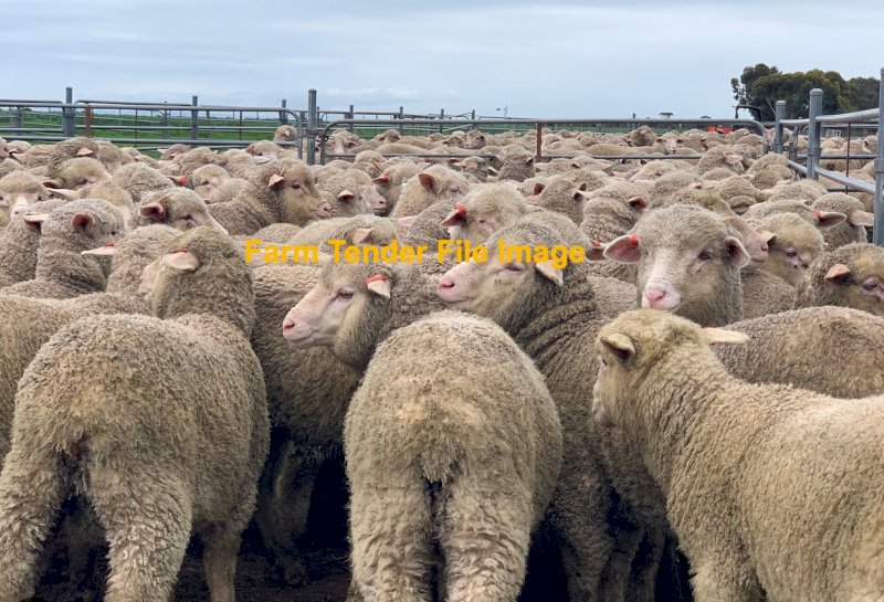 WANTED Merino Wether Lambs