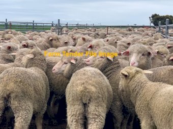 WANTED Merino Wether Lambs