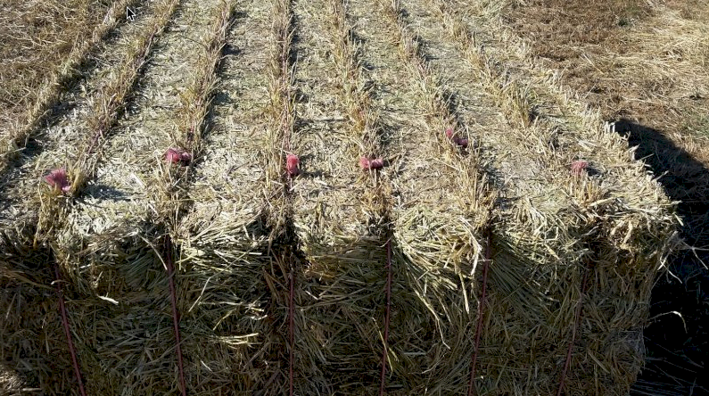 Oaten & Rye Hay 8x4x3 Bales