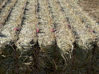 Oaten & Rye Hay 8x4x3 Bales