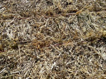 Oaten & Rye Hay 8x4x3 Bales