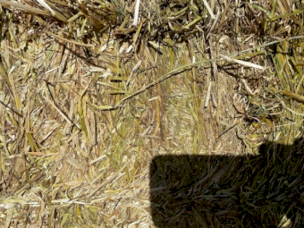 Oaten & Rye Hay 8x4x3 Bales