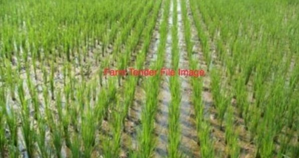 WANTED  Contractor for Rice Sowing