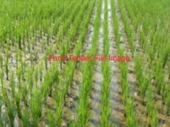 WANTED  Contractor for Rice Sowing