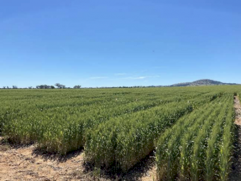 Green Urea - Ex All Ports