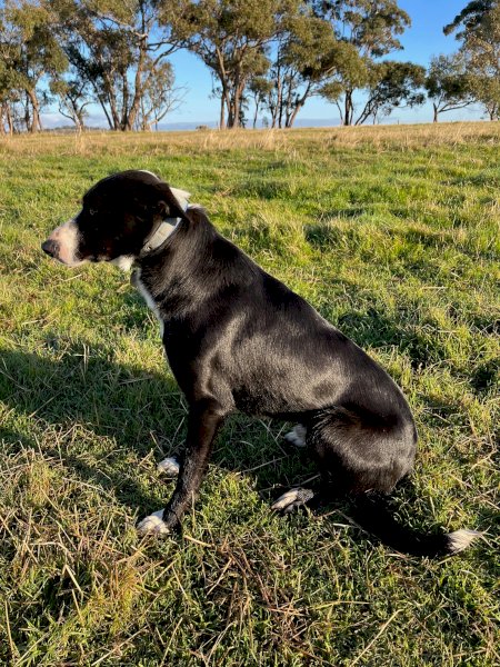 Border Collie dog