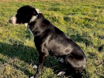 Border Collie dog