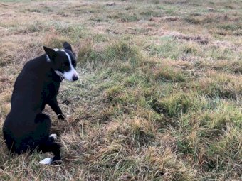 Border Collie dog