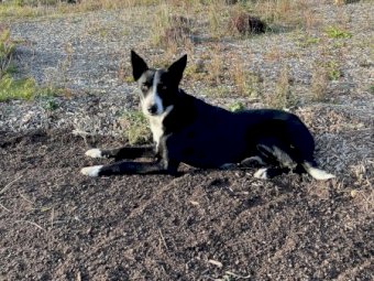 Border Collie dog