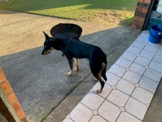 Black & Tan Kelpie Male Dog