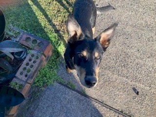 Black & Tan Kelpie Male Dog