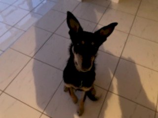 Black & Tan Kelpie Male Dog