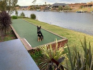 Black & Tan Kelpie Male Dog