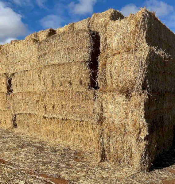 Spelt Straw 8x4x3 Bales
