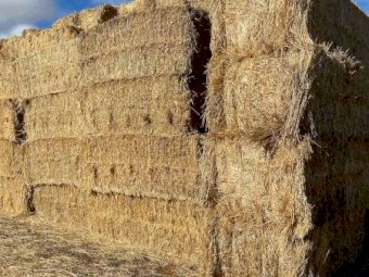 Spelt Straw 8x4x3 Bales