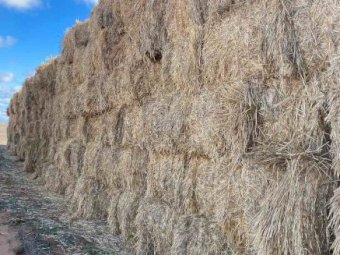 Spelt Straw 8x4x3 Bales