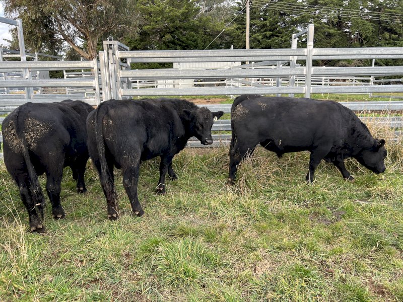 Angus Bulls X 5 