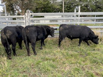 Angus Bulls x 5 | Farm Tender