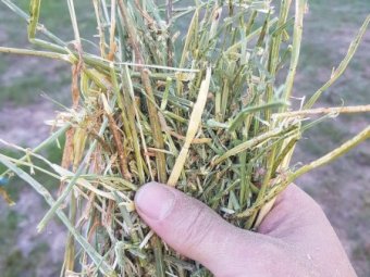 200MT Lucerne Hay 8X4X3 Bales 22/23 Season