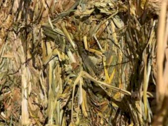 Millet Hay 8x4x3 Bales