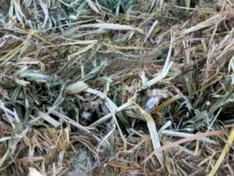 Millet Hay 8x4x3 Bales