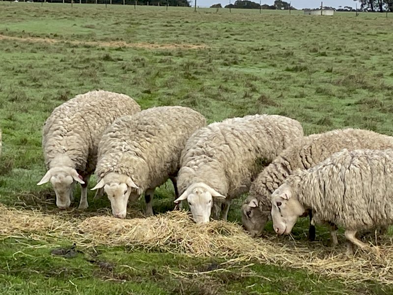 White Suffolk Rams